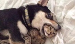 郑州爆料猫咪视频,网友直呼“治愈系”